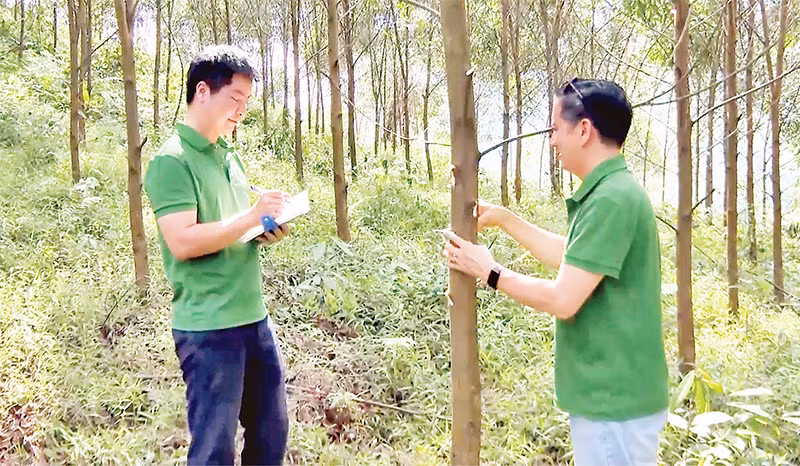 Cán bộ Trường đại học Lâm nghiệp kiểm tra quá trình phát triển của cây trồng tại mô hình trồng rừng gỗ lớn thâm canh theo hướng quản lý rừng bền vững.