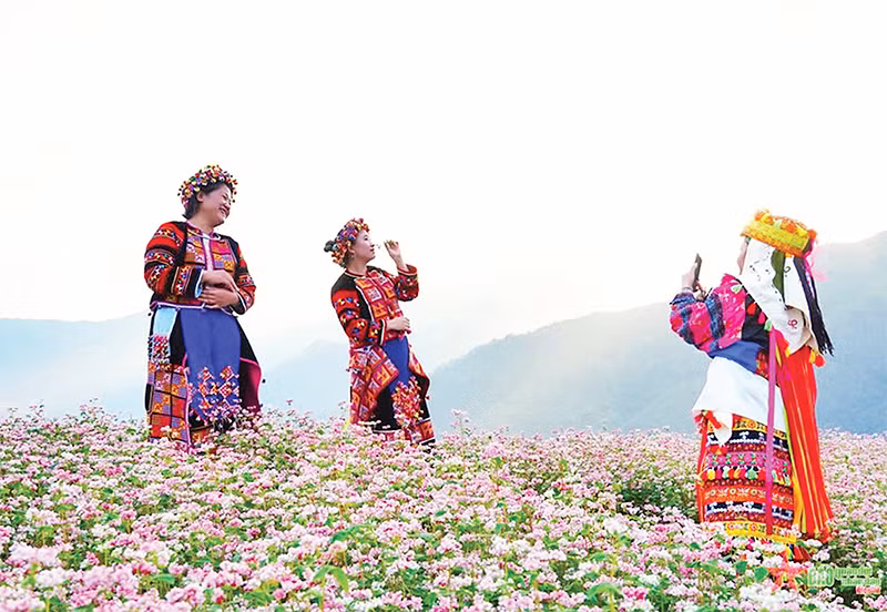 Lên cao nguyên đá Đồng Văn, du khách hòa mình vào các cánh đồng hoa tam giác mạch. Lên cao nguyên đá Đồng Văn, du khách hòa mình vào các cánh đồng hoa tam giác mạch.