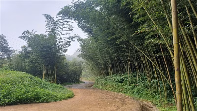 Khung cảnh bình yên, thơ mộng trong khu rừng trúc bản Phường.