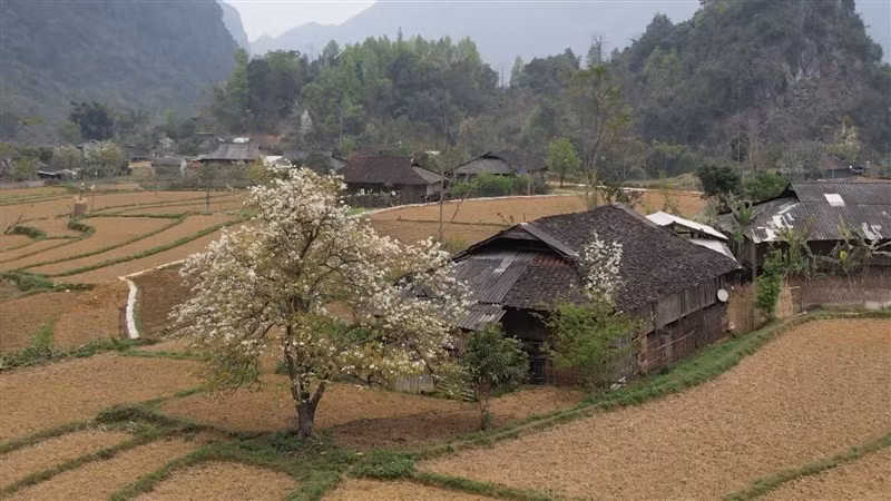 Màu hoa trắng tinh khôi bên nếp nhà sàn truyền thống ở xã Xuân Trường, huyện Bảo Lạc, tỉnh Cao Bằng. Màu hoa trắng tinh khôi bên nếp nhà sàn truyền thống ở xã Xuân Trường, huyện Bảo Lạc, tỉnh Cao Bằng.