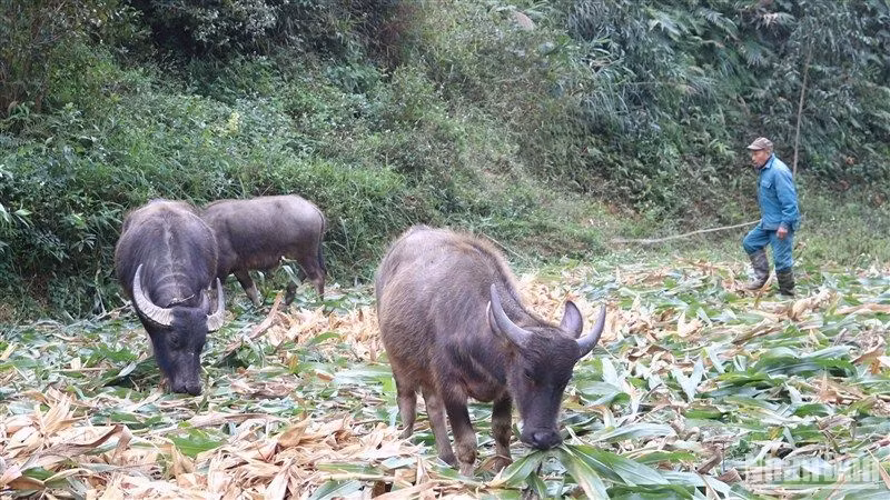 Đợt rét đậm, rét hại trong tháng 1/2024, tại tỉnh Cao Bằng có 305 con gia súc bị thiệt hại.