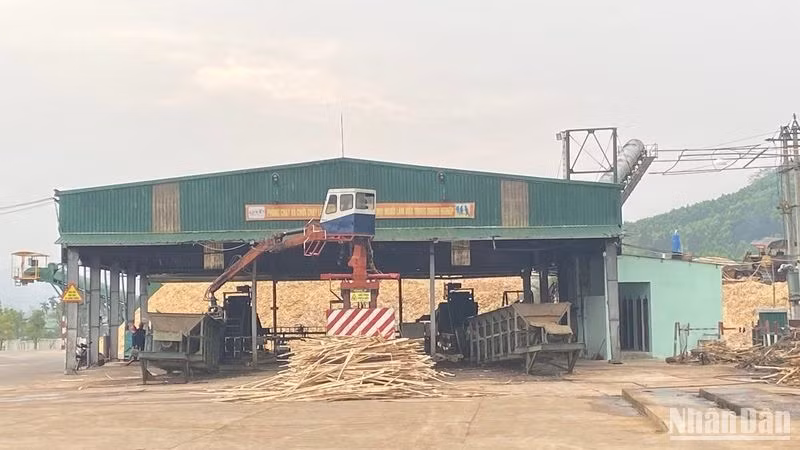 Cơ sở chế biến dăm gỗ tại huyện miền núi Sơn Hà. Cơ sở chế biến dăm gỗ tại huyện miền núi Sơn Hà.