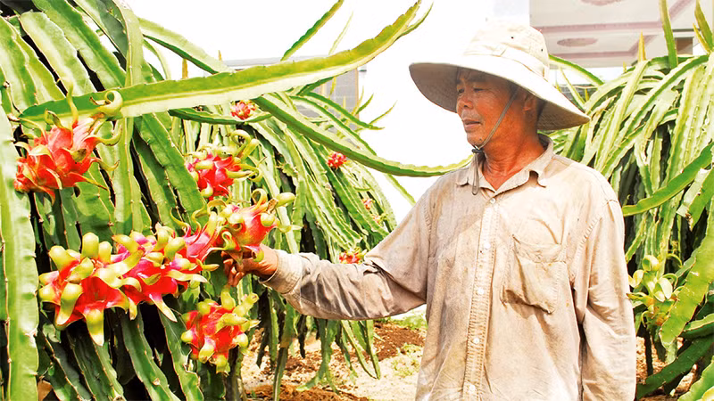 Nông dân xã Tân Phước, huyện Gò Công Ðông, tỉnh Tiền Giang chăm sóc thanh long.