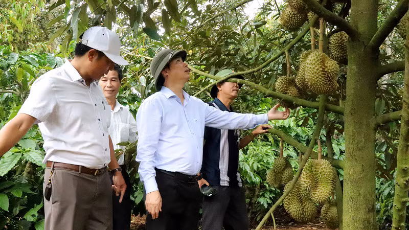 Kiểm tra việc sản xuất sầu riêng của nông dân theo quy định mã số vùng trồng ở xã Ea Yông, huyện Krông Pắc, tỉnh Ðắk Lắk. (Ảnh CÔNG LÝ) Kiểm tra việc sản xuất sầu riêng của nông dân theo quy định mã số vùng trồng ở xã Ea Yông, huyện Krông Pắc, tỉnh Ðắk Lắk. (Ảnh CÔNG LÝ)
