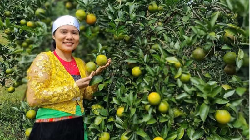 Nữ đảng viên Vũ Thị Lệ Thủy - Giám đốc HTX 3T Farm, thị trấn Cao Phong (Hòa Bình) giới thiệu sản phẩm cam chất lượng cao để bán ra thị trường.