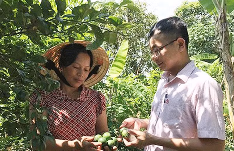 Nông dân xã Nam Nghĩa vay vốn chính sách mở rộng diện tích trồng chanh không hạt. Nông dân xã Nam Nghĩa vay vốn chính sách mở rộng diện tích trồng chanh không hạt.