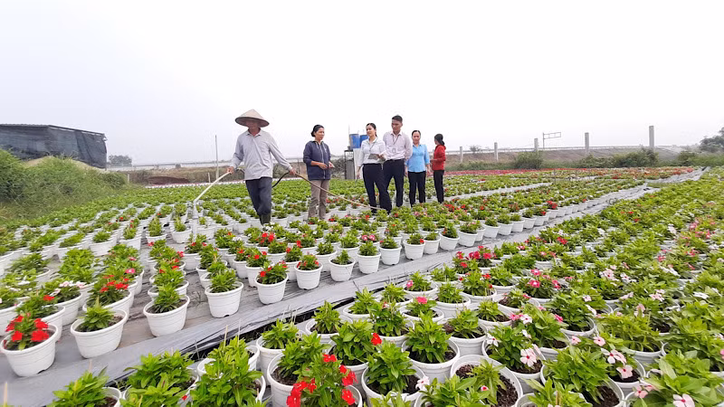 Gia đình chị Nguyễn Thị Thu Hà ở ấp 3, xã Bình Chánh, huyện Bình Chánh (Thành phố Hồ Chí Minh) vay 100 triệu đồng từ chương trình hỗ trợ tạo việc làm của Ngân hàng Chính sách xã hội để trồng hoa phục vụ dịp Tết Nguyên đán Giáp Thìn 2024.