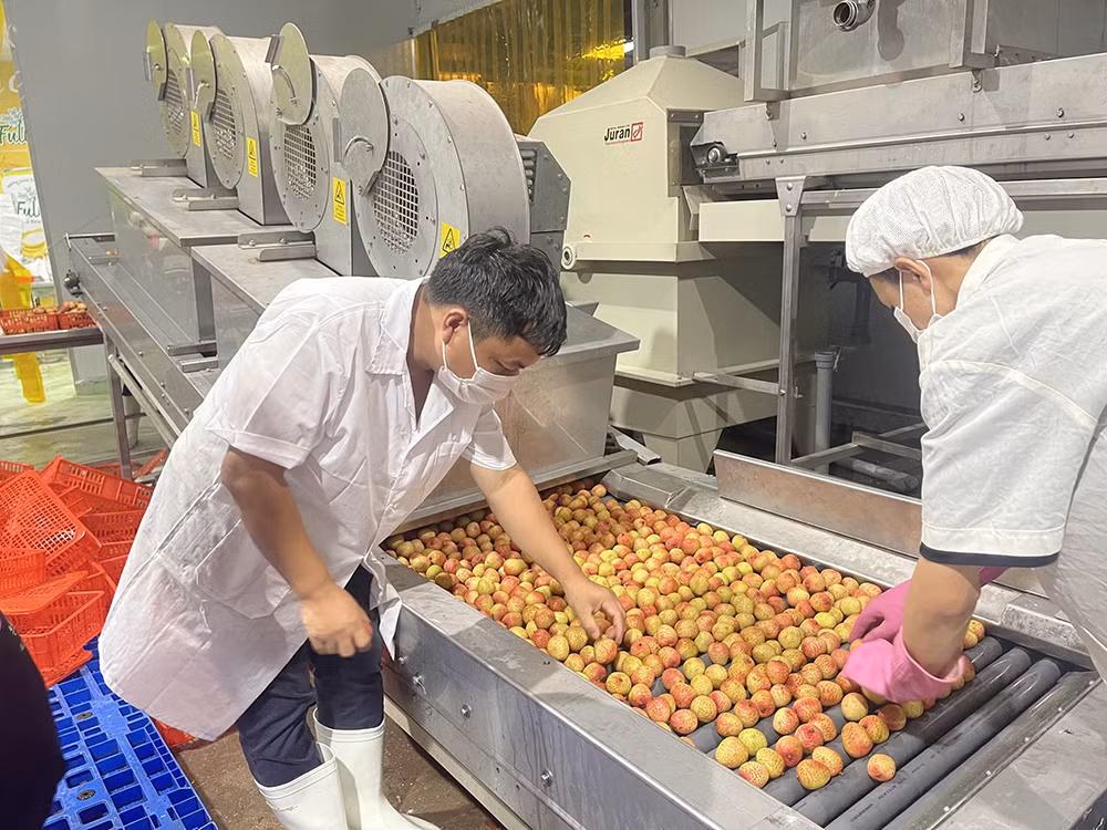 Đẩy mạnh sơ chế đóng gói vải thiều để xuất khẩu. Đẩy mạnh sơ chế đóng gói vải thiều để xuất khẩu.