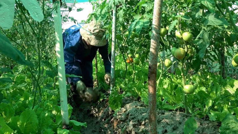 Cán bộ, nhân viên Đội Công binh số 3 áp dụng mô hình luân canh, xen canh nhằm tối ưu hóa diện tích đất trồng. Ảnh: Đội Công binh số 3 cung cấp. Cán bộ, nhân viên Đội Công binh số 3 áp dụng mô hình luân canh, xen canh nhằm tối ưu hóa diện tích đất trồng. Ảnh: Đội Công binh số 3 cung cấp.