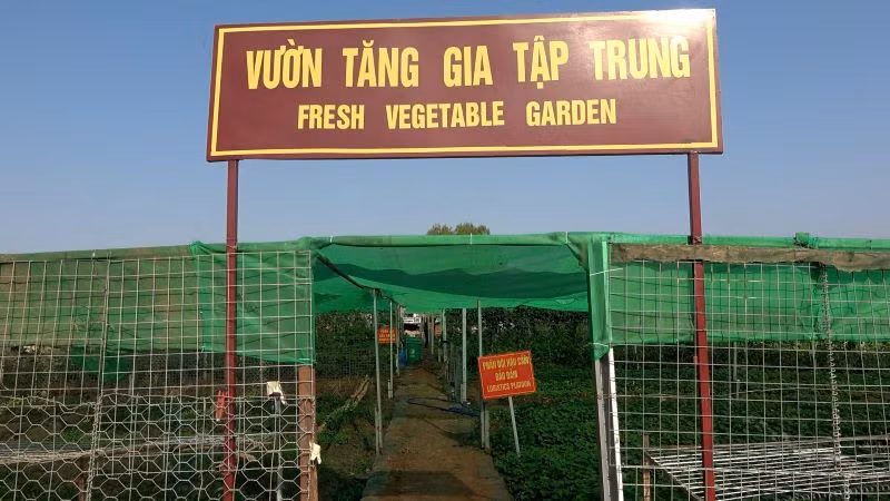 Vườn rau tăng gia tập trung của Đội Công binh số 3. Ảnh: Đội Công binh số 3 cung cấp. Vườn rau tăng gia tập trung của Đội Công binh số 3. Ảnh: Đội Công binh số 3 cung cấp.