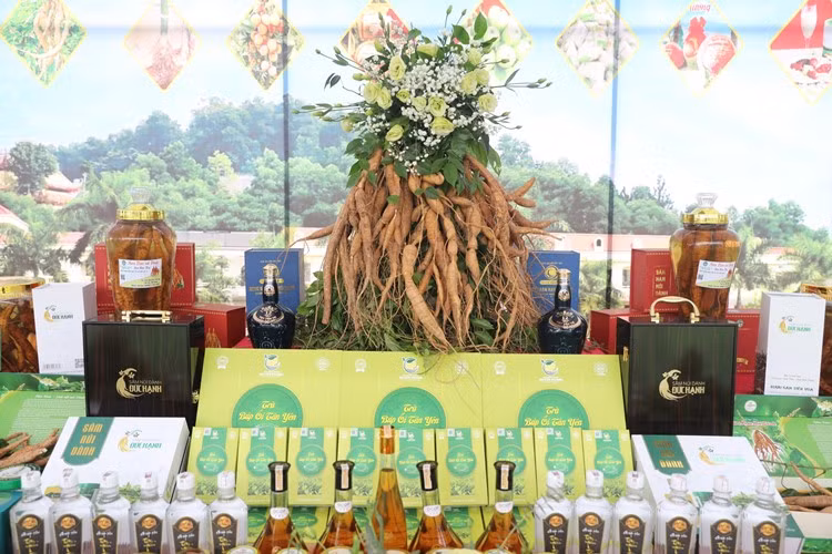 Trưng bày sản phẩm sâm Nam núi Dành. Trưng bày sản phẩm sâm Nam núi Dành.