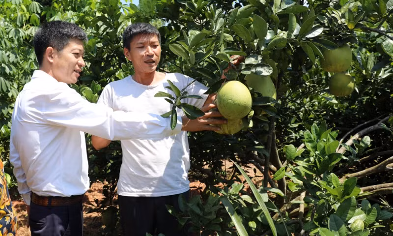 Gia đình anh Hà Văn Diện ở thôn Chung, xã Tân Thanh, vay vốn cải tạo vườn cây ăn quả, đầu tư sản xuất đến nay đã thoát nghèo.