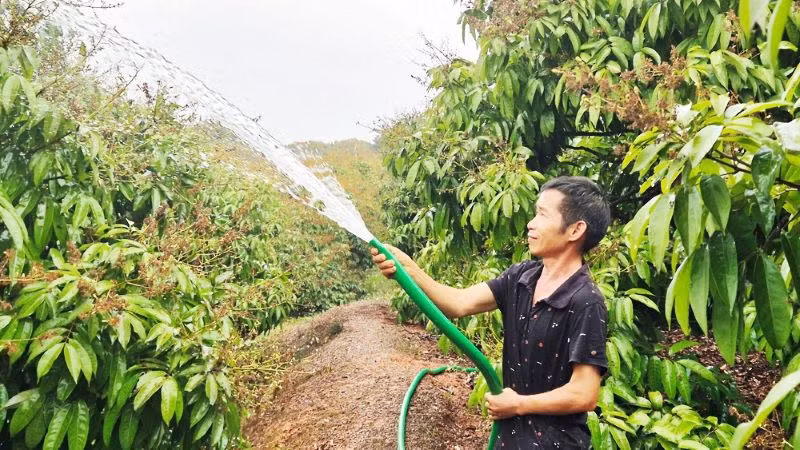 Chăm sóc vải thiều tại Bắc Giang.