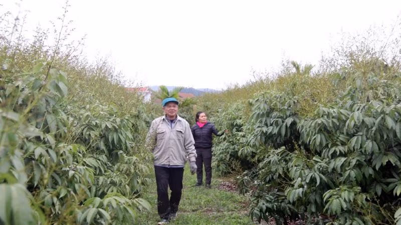 Người dân xã Phúc Hòa thăm vườn vải sớm.
