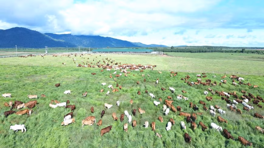 Trang trại bò của THACO AGRI ở Khu liên hợp Ia Puch.
