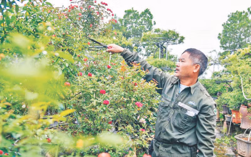 Ông Phạm Đức Tài chăm sóc hoa hồng tại vườn.