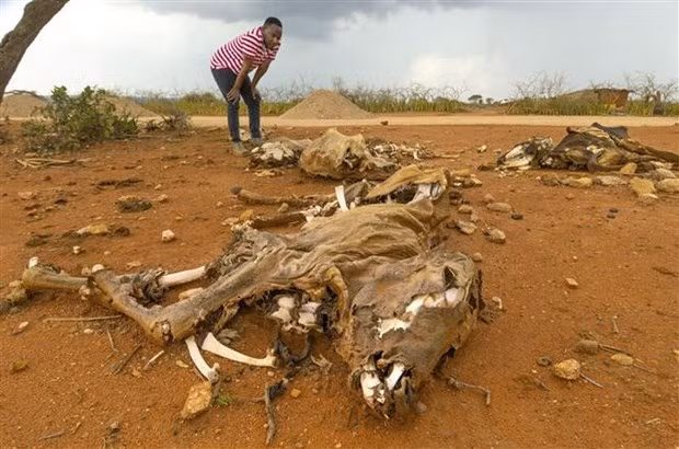 Gia súc bị chết do hạn hán kéo dài tại Oromia, nam Ethiopia, ngày 16/3/2023. (Ảnh: Kyodo/TTXVN)