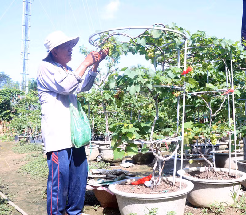 Trồng và chăm sóc nho kiểng cao 3 tầng vòng tròn rất vất vả, nhưng với đam mê, sáng tạo và đem lại thu nhập cao, nông dân ở Ninh Thuận đã tiếp cận kỹ thuật chăm sóc mới để nâng chất lượng nho kiểng cung ứng cho thị trường. Trồng và chăm sóc nho kiểng cao 3 tầng vòng tròn rất vất vả, nhưng với đam mê, sáng tạo và đem lại thu nhập cao, nông dân ở Ninh Thuận đã tiếp cận kỹ thuật chăm sóc mới để nâng chất lượng nho kiểng cung ứng cho thị trường.