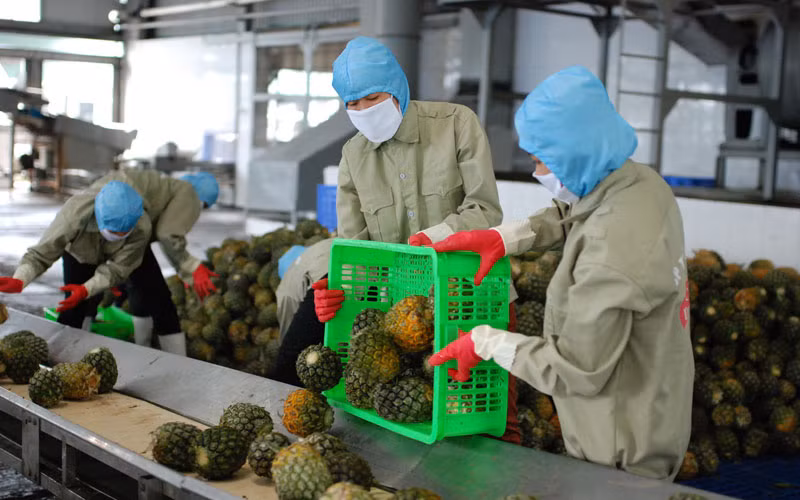 Rau quả Việt Nam cần nâng cao chất lượng và đa dạng hóa để chinh phục thị trường Nhật Bản. Rau quả Việt Nam cần nâng cao chất lượng và đa dạng hóa để chinh phục thị trường Nhật Bản.