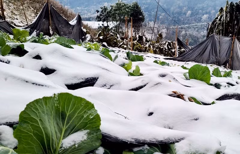 Ảnh minh họa.