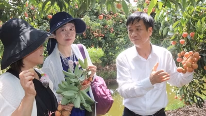 Nữ doanh nhân Nhật Bản với Giám đốc Sở Công thương Hải Dương tại vườn vải xuất khẩu ở huyện Thanh Hà.