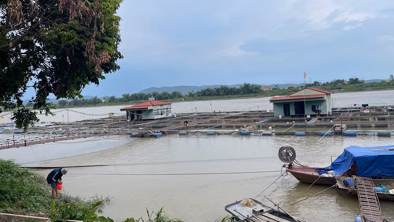 Gia cố lồng bè nuôi cá trên sông Thái Bình để phòng chống lũ. Gia cố lồng bè nuôi cá trên sông Thái Bình để phòng chống lũ.