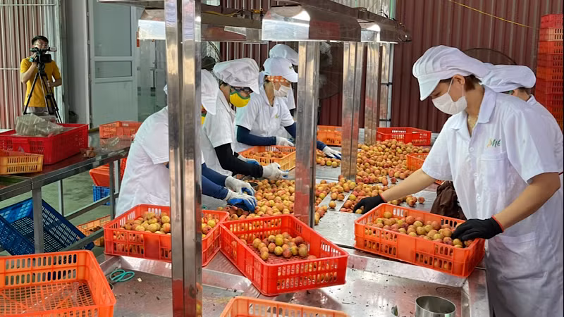 Công nhân Công ty cổ phần Ameii Việt Nam sơ chế vải thiều xuất khẩu sang Nhật Bản. Công nhân Công ty cổ phần Ameii Việt Nam sơ chế vải thiều xuất khẩu sang Nhật Bản.
