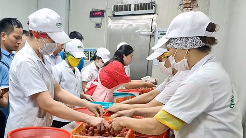 Thực hiện kỹ thuật lên men bảo quản vải thiều ở Công ty cổ phần Ameii Việt Nam.