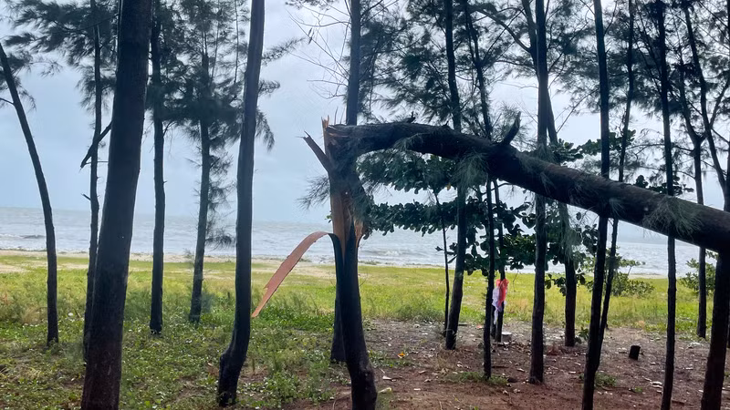 Sức gió áp thấp nhiệt đới quật đổ nhiều cây xanh tại Đà Nẵng ảnh 8