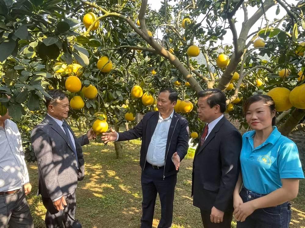 Bí thư Tỉnh ủy Hòa Bình Nguyễn Phi Long (giữa) tại vườn bưởi Hợp tác xã Đại Đồng. Bí thư Tỉnh ủy Hòa Bình Nguyễn Phi Long (giữa) tại vườn bưởi Hợp tác xã Đại Đồng.