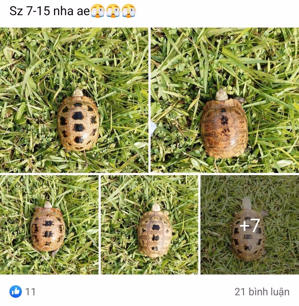 Một bài đăng rao bán rùa hoang dã trên mạng xã hội Facebook. (Ảnh chụp màn hình) Một bài đăng rao bán rùa hoang dã trên mạng xã hội Facebook. (Ảnh chụp màn hình)