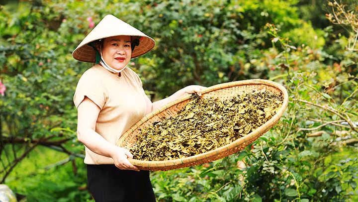 Chè sấy - hướng đi mới cho chè Truồi.