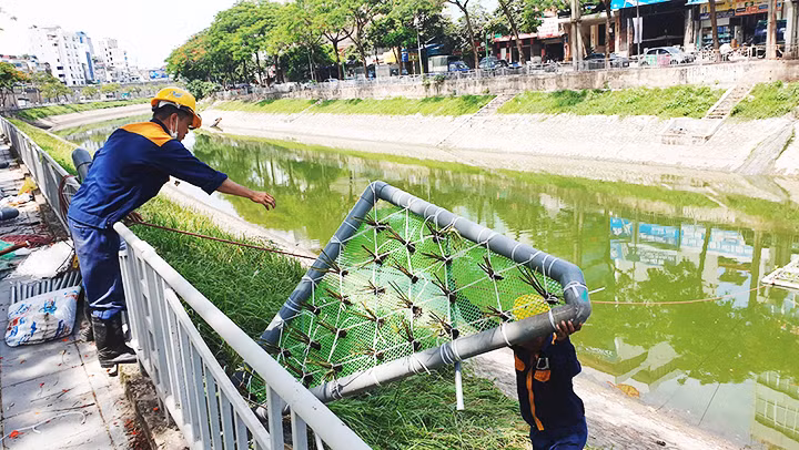 Thả bè cây tạo hệ vi sinh.
