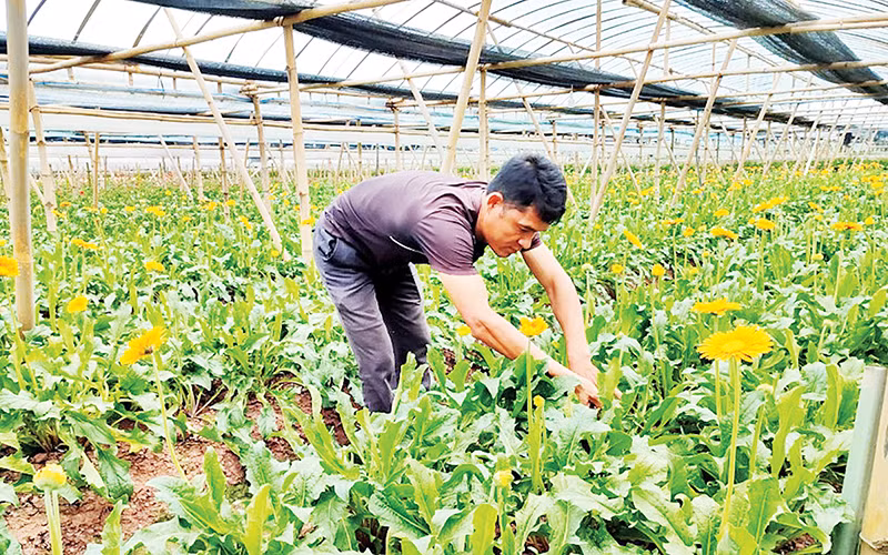 Anh Bùi Văn Khá chăm sóc cây hoa trong trang trại.