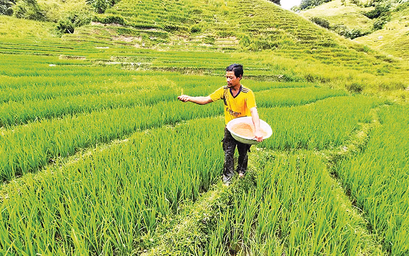 Anh A Hơi chăm sóc ruộng lúa hai vụ của gia đình mình.