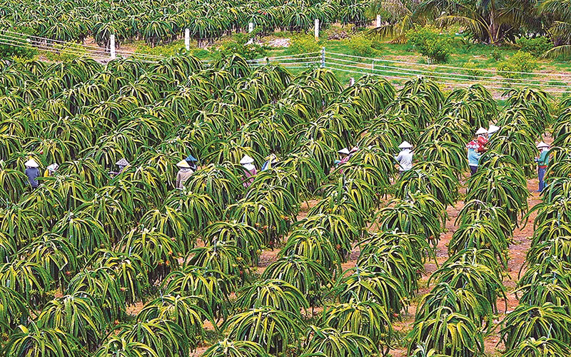 Trang trại thanh long ở Hàm Thuận Nam (tỉnh Bình Thuận). (Ảnh NGỌC LÂN) Trang trại thanh long ở Hàm Thuận Nam (tỉnh Bình Thuận). (Ảnh NGỌC LÂN)
