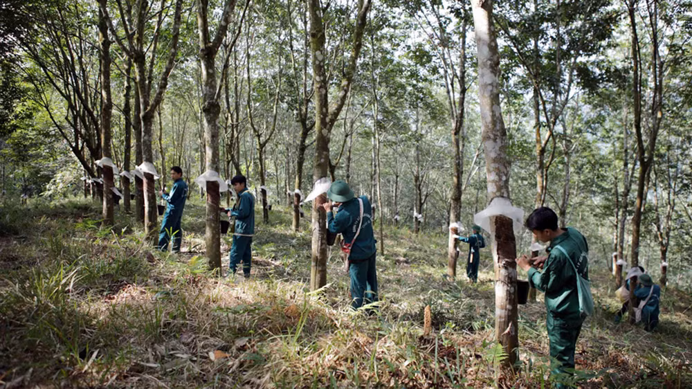 Cao su tạo việc làm cho hàng nghìn lao động là con em đồng bào các dân tộc Lai Châu.