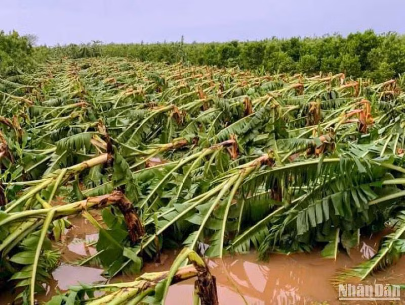 Nhiều ha chuối tại xã Hồng Lý (huyện Vũ Thư) gẫy đổ sau bão số 3. Nhiều ha chuối tại xã Hồng Lý (huyện Vũ Thư) gẫy đổ sau bão số 3.