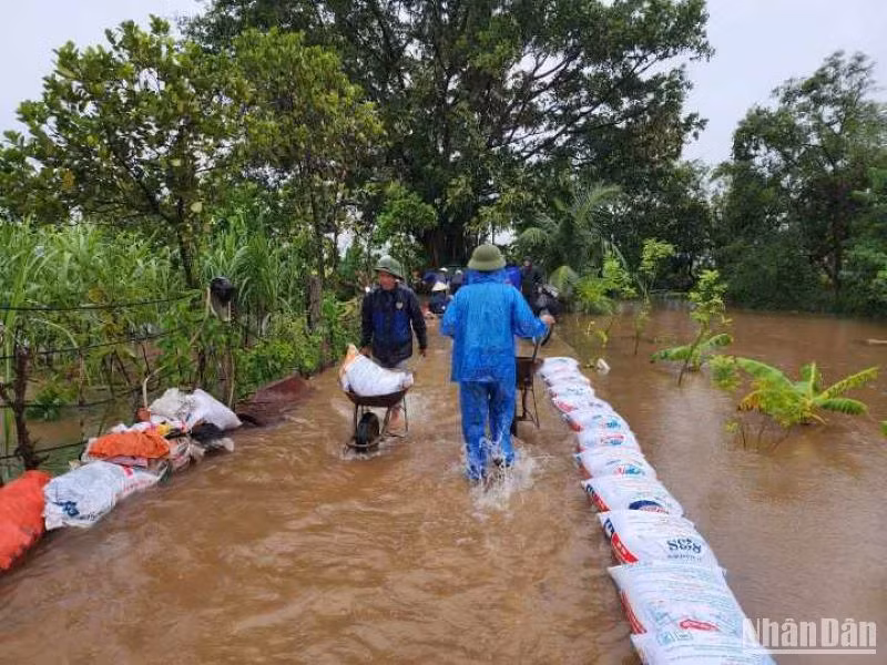 Dồn sức chống úng ngập cho 75ha lúa, hoa màu xã Xuân Hòa, huyện Vũ Thư.