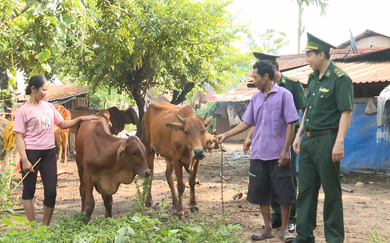 Cán bộ Đồn Biên phòng Lộc Thiện (xã Lộc Thiện, huyện Lộc Ninh, tỉnh Bình Phước) hướng dẫn đồng bào chăm sóc bò giống do đơn vị tặng.