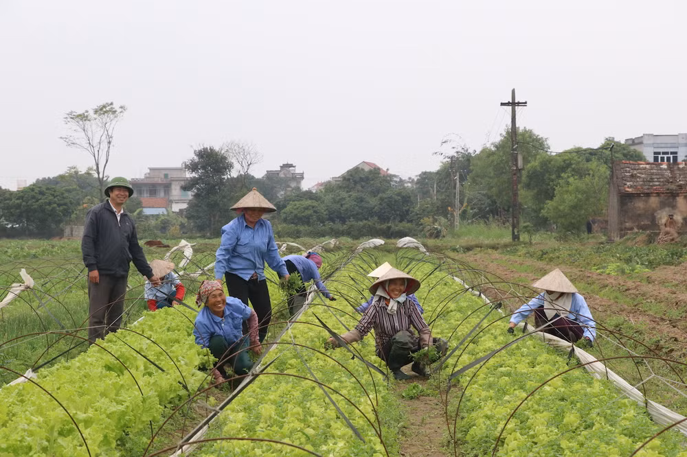 Sản xuất rau, củ sạch tại Hợp tác xã Nam Cường, xã Yên Cường, huyện Ý Yên (Nam Định). Sản xuất rau, củ sạch tại Hợp tác xã Nam Cường, xã Yên Cường, huyện Ý Yên (Nam Định).