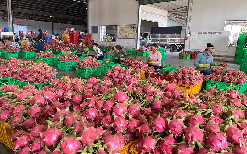 Thanh long giảm phát thải bán được giá cao, xuất khẩu qua nhiều thị trường khó tính. 