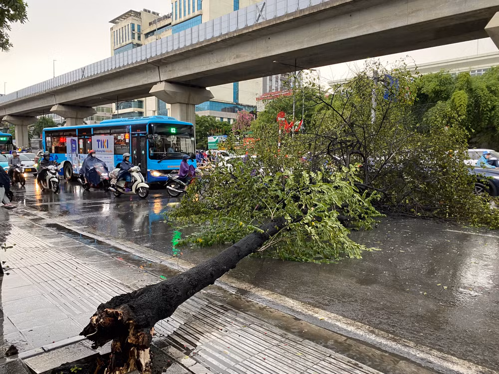 Cây đổ trên đường Nguyễn Trãi, Hà Nội. (Ảnh: Thanh Sơn)