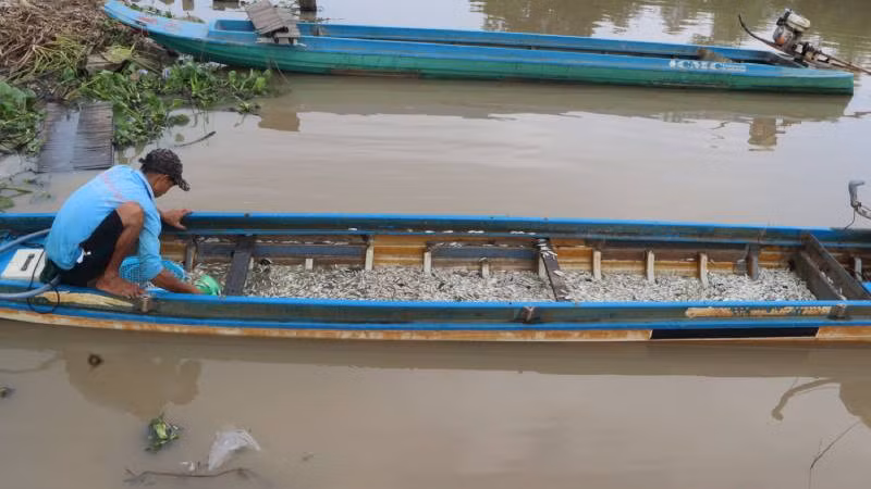 Đánh bắt thủy sản trên kênh Vĩnh Tế.