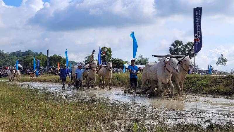 Các chủ bò đưa bò vào sân thi đấu Các chủ bò đưa bò vào sân thi đấu