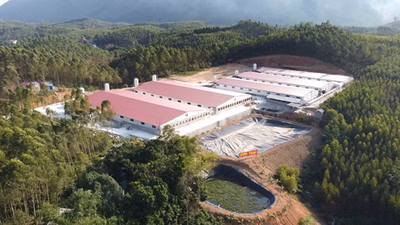 Trang trại chăn nuôi của ông Tạ Xuân Khang, xã Quang Yên nhiều lần bị xử phạt.