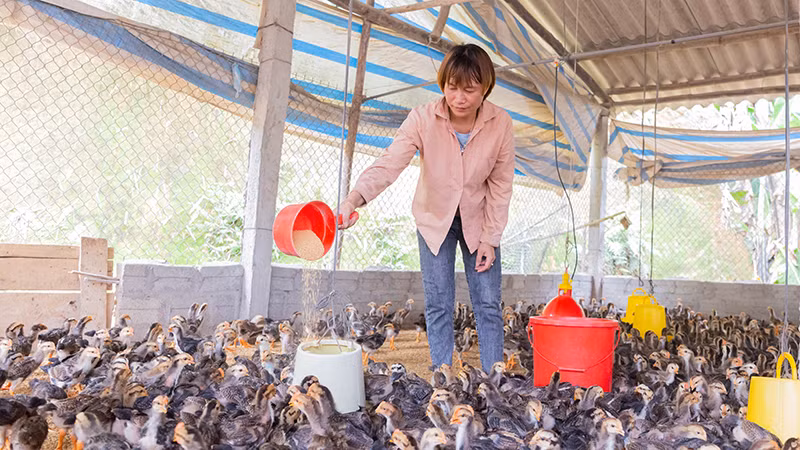Phụ nữ ở Yên Bái tham gia dự án “Bứt phá: Thúc đẩy tài chính toàn diện cho phụ nữ dân tộc thiểu số” giúp nhiều chị thoát nghèo. (Ảnh: Care quốc tế tại Việt Nam)