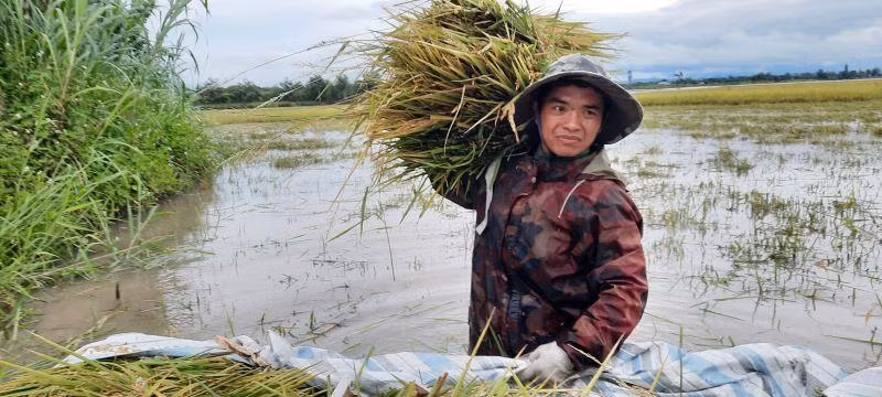 Một người nông dân xã Ea Kly vác lúa từ cánh đồng lên bờ để chở về nhà với vẻ mặt buồn bã. Một người nông dân xã Ea Kly vác lúa từ cánh đồng lên bờ để chở về nhà với vẻ mặt buồn bã.