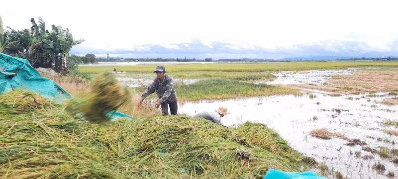 Người dân đưa lúa từ dưới ruộng lên bờ để xe chở về nhà chạy bão. Người dân đưa lúa từ dưới ruộng lên bờ để xe chở về nhà chạy bão.