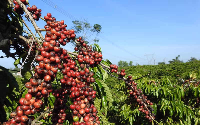 Nguồn cung tích cực kéo giá cà-phê hạ nhiệt